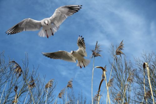 gulls fly bird