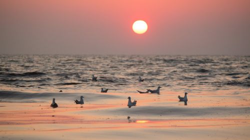 gulls coast sunrise