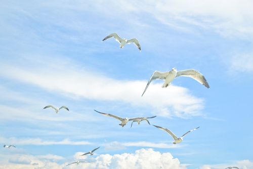 gulls sky bird against sky