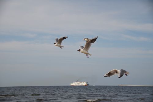 gulls the seagulls sea