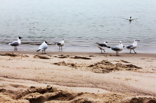 gulls beach water