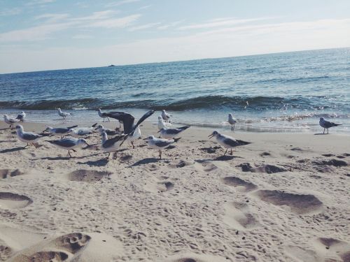gulls beach sea