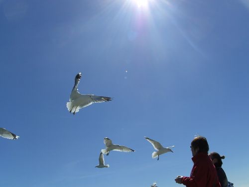 gulls fly blue