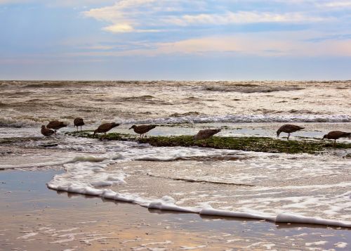 gulls birds north sea