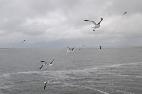seagull gulls bird