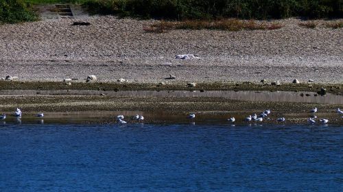 gulls river water