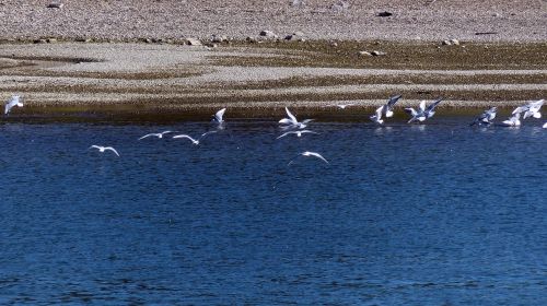 gulls river water