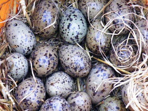 gulls eggs egg seagull