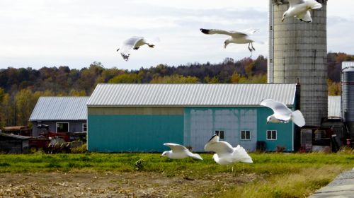 Gulls Flying Over The Farm