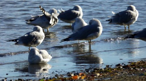 Gulls In Lake