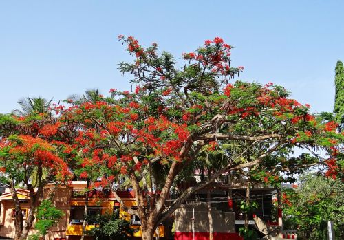 gulmohor delonix regia tree