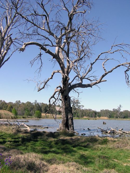 gum tree dead