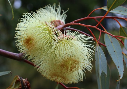 gum blossom  flower  australian