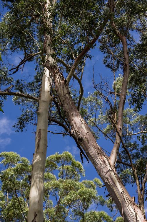gum tree eucalyptus grandis