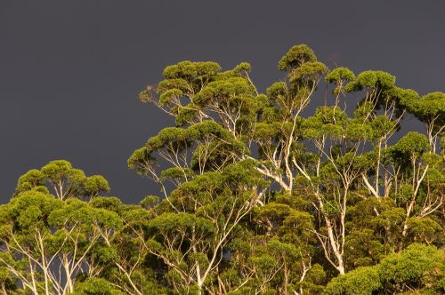 gum trees eucalypts green