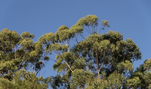 gum trees eucalypts green