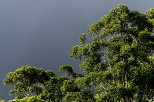 gum trees eucalypts green