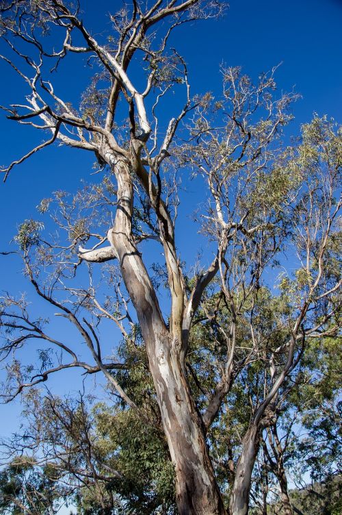 gum trees eucalypts green