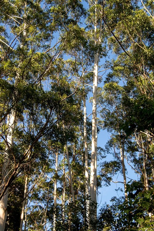 gum trees  eucalyptus  grandis