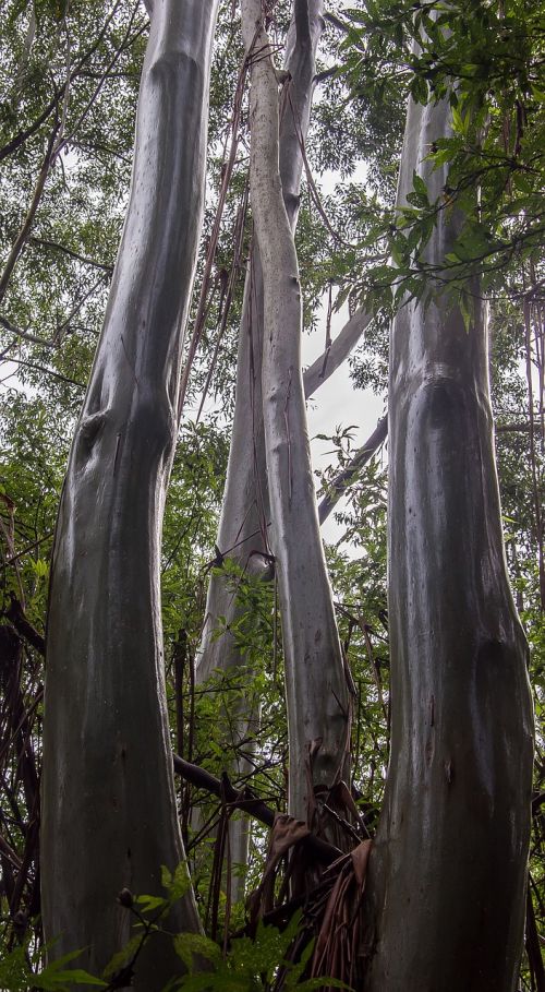 gum trees eucalypts wet