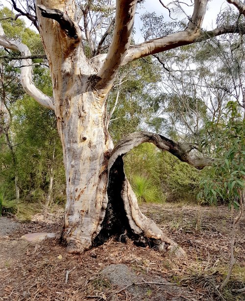 gumtree  australia  bush
