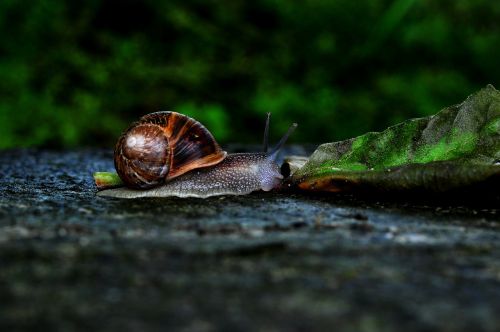 snails gümüşhane macro