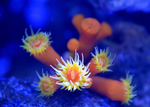 gun stick clownfish aquarium