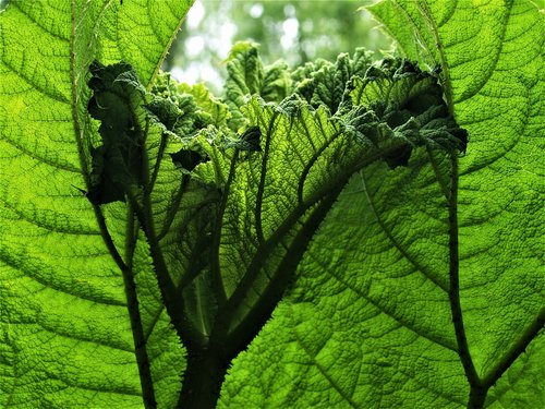 gunnera  plant  leaf