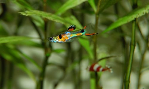 guppy fish colorful