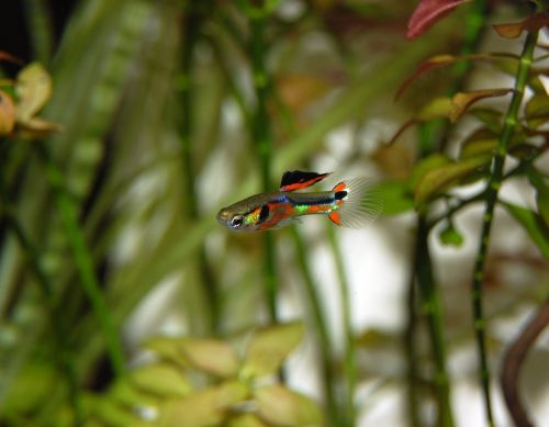 guppy fish colorful