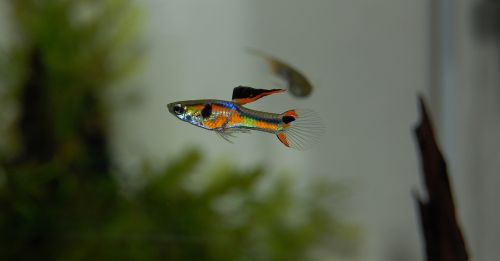 guppy fish aquarium