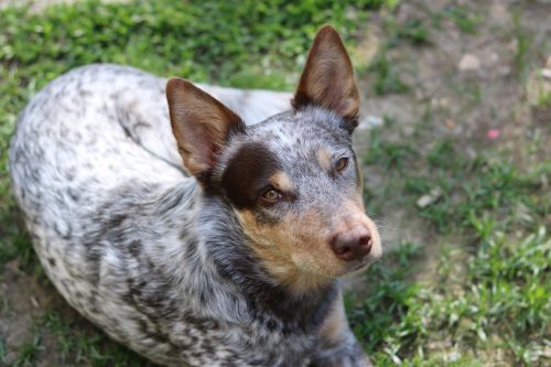 gus cattle dog chocolate