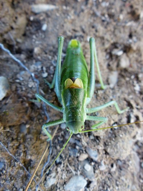 gut insect grasshopper polysarcus denticauda