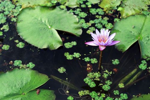 gwangokji lotus flowers