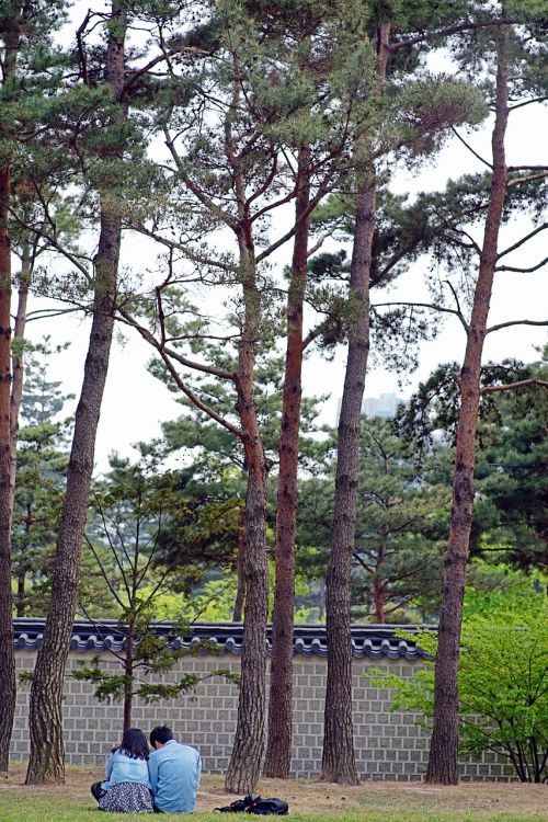 gyeongbok palace lovers nature