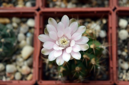 gymnocalycium anisitsii cactus flower succulent