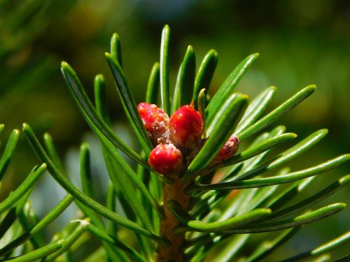 gymnosperm plant needles conifer