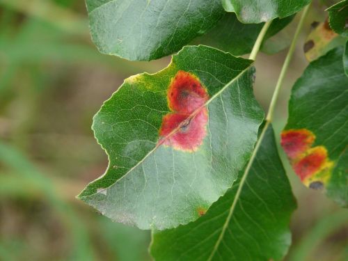 gymnosporangium fuscum leaf disease birnbaum leaves