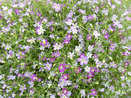 gypsophila flower small