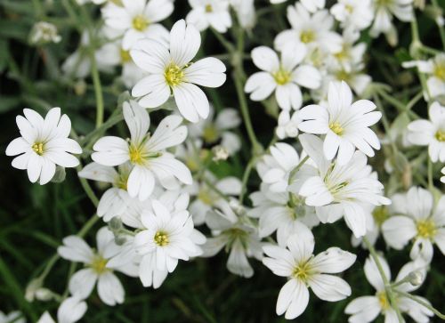 gypsophila white flower