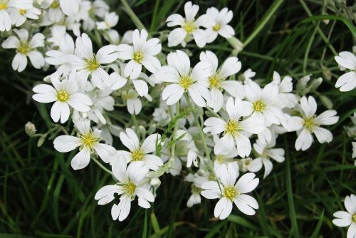 gypsophila white flower
