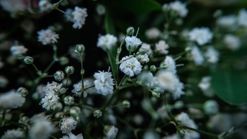 gypsophila  flowers  nature