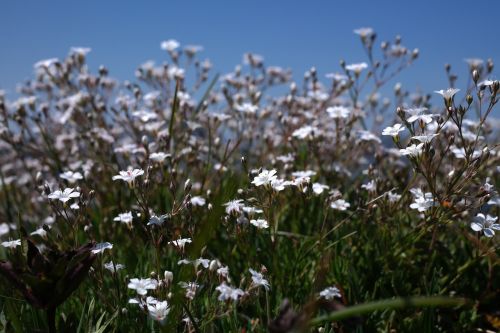 gypsophila repens plant flower