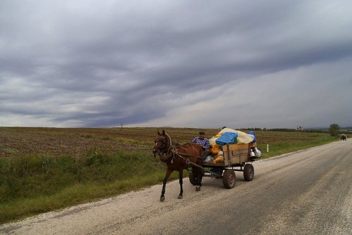 gypsy  turkey  horse carts