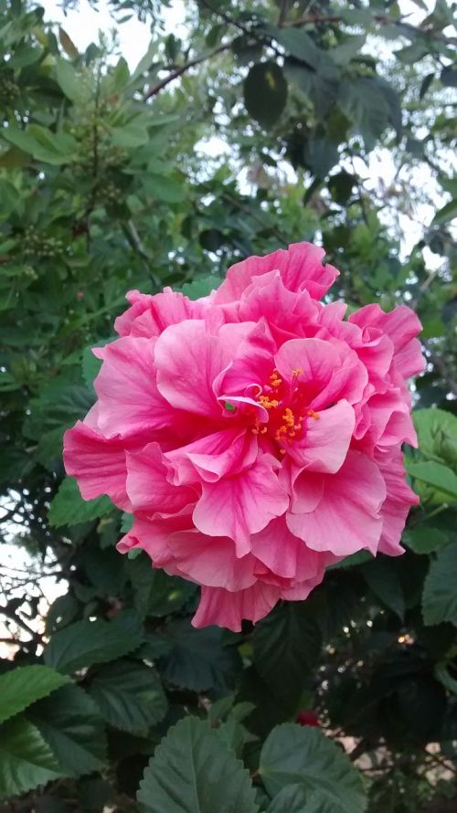 gypsy rosa linda