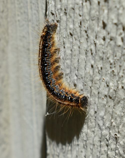gypsy moth caterpillar larvae moth