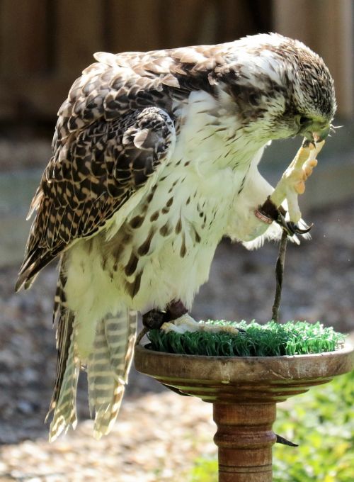 gyr falcon bird of prey prey