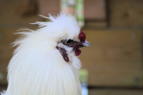 haan chicken zijdehoen