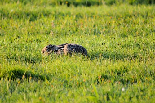 Hare In The Grass