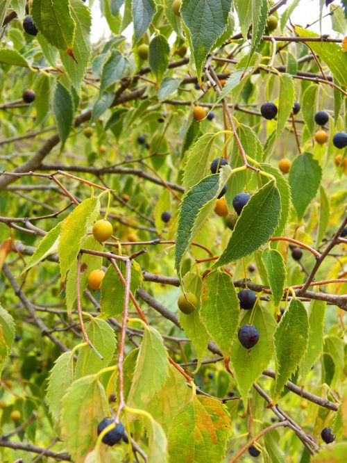 hackberry fruit tree